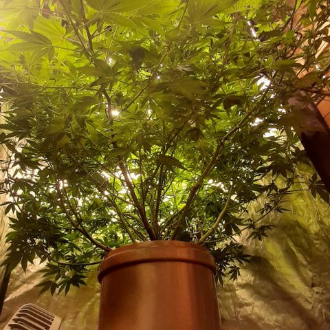 Think Tank growlog photo: Was ein Monster, und die hört einfach nicht auf zu wachsen.