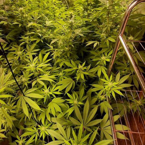 Think Tank growlog photo: Was ein Monster, und die hört einfach nicht auf zu wachsen.