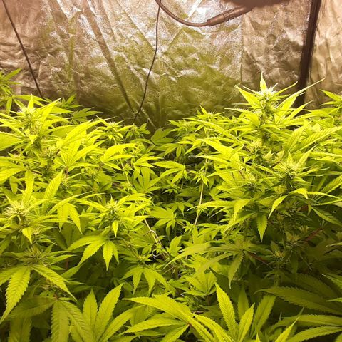 Think Tank growlog photo: Was ein Monster, und die hört einfach nicht auf zu wachsen.