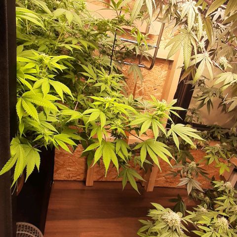 Think Tank growlog photo: Was ein Monster, und die hört einfach nicht auf zu wachsen.