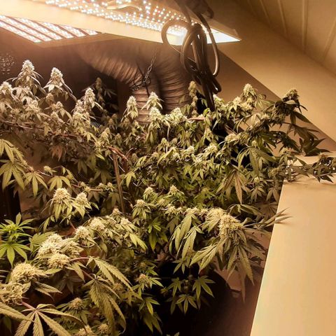 Mehrere Oreoz Pflanzen und Zyklen  growlog timeline photo