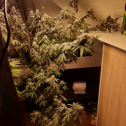 Mehrere Oreoz Pflanzen und Zyklen  growlog timeline photo