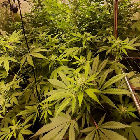 Think Tank growlog timeline photo