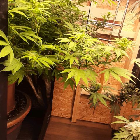 Think Tank growlog timeline photo