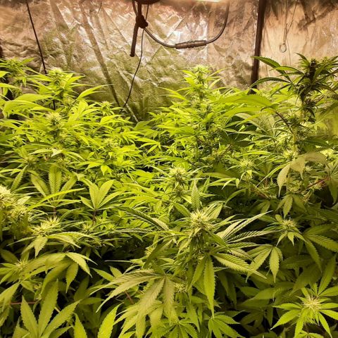 Think Tank growlog timeline photo