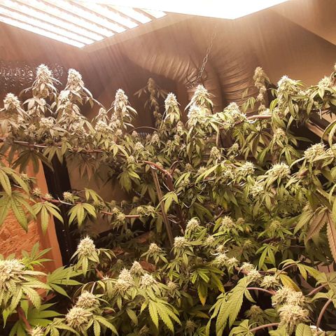 Mehrere Oreoz Pflanzen und Zyklen  growlog timeline photo