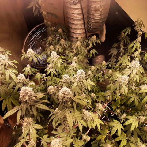 Mehrere Oreoz Pflanzen und Zyklen  growlog timeline photo