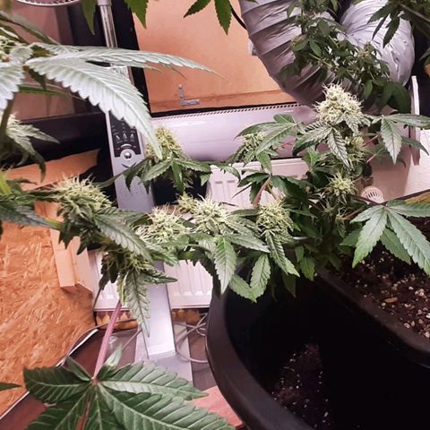 Mehrere Oreoz Pflanzen und Zyklen  growlog timeline photo