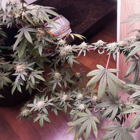 Mehrere Oreoz Pflanzen und Zyklen  growlog timeline photo