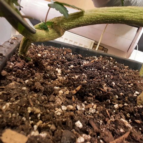 Mehrere Oreoz Pflanzen und Zyklen  growlog photo: Hier ein gesunder und angewurzelter Ast welcher wie ein Steckling in der Erde gewurzelt hat und dadurch mehr Nährstoffe aufnehmen kann.

Von 4 Asten haben 2 es geschafft zu Wurzeln. 