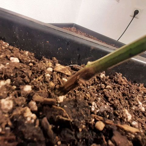 Mehrere Oreoz Pflanzen und Zyklen  growlog photo: Hier ist deutlich zu erkennen das der Ast nicht gewurzelt hat und bereits Fault, was natürlich nicht optimal und nicht gewünscht aber normal ist, wenn man über der Erde den Ast in einer Bräunlichen Ferfärbung sieht, sollte der Ast umgehend von der Pflanze entfernt werden. 