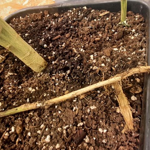 Mehrere Oreoz Pflanzen und Zyklen  growlog photo: Hier ist deutlich zu erkennen das der Ast nicht gewurzelt hat und bereits Fault, was natürlich nicht optimal und nicht gewünscht aber normal ist, wenn man über der Erde den Ast in einer Bräunlichen Ferfärbung sieht, sollte der Ast umgehend von der Pflanze entfernt werden. 