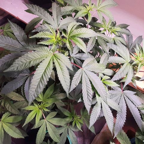 Mehrere Oreoz Pflanzen und Zyklen  growlog timeline photo