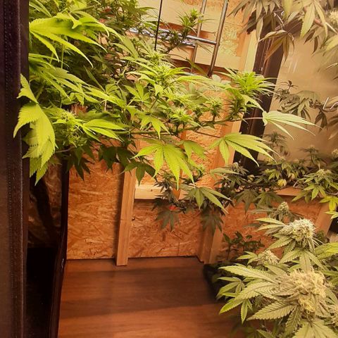 Think Tank growlog timeline photo