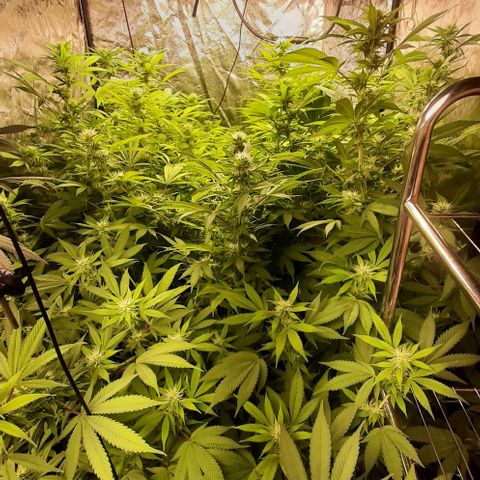 Think Tank growlog timeline photo