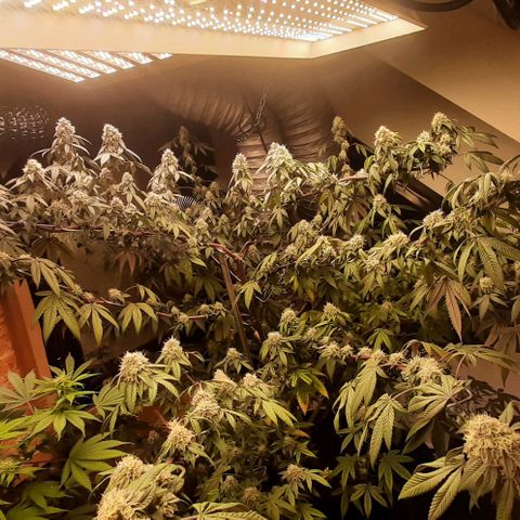 Mehrere Oreoz Pflanzen und Zyklen  growlog timeline photo