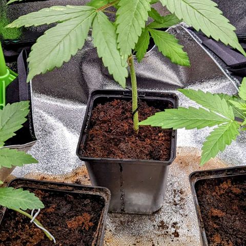 Lemon OG growlog timeline photo