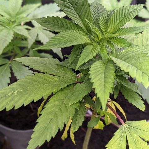 Lemon OG growlog timeline photo