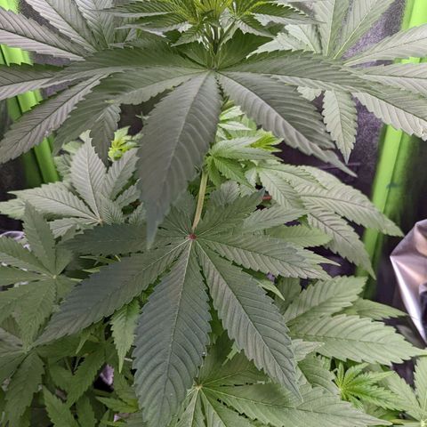 Lemon OG growlog timeline photo