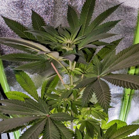Lemon OG growlog timeline photo