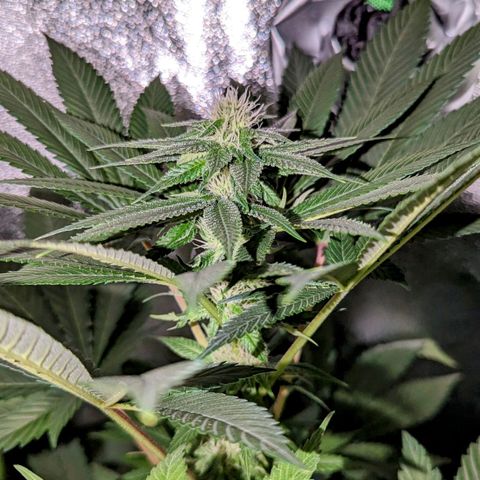 Lemon OG growlog timeline photo