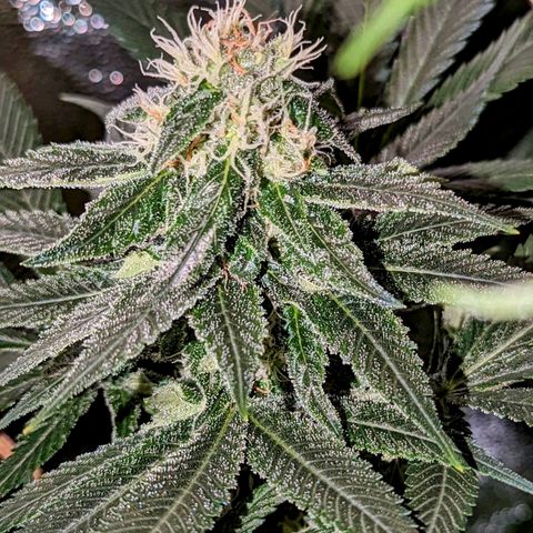 Lemon OG growlog timeline photo