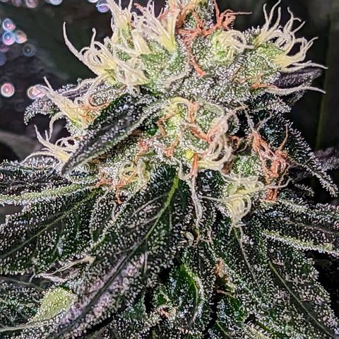 Lemon OG growlog timeline photo