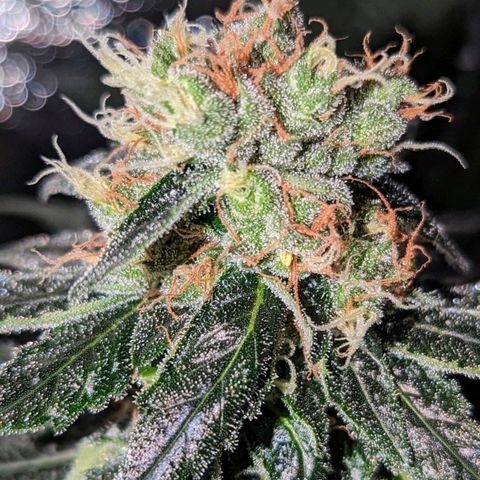 Lemon OG growlog timeline photo