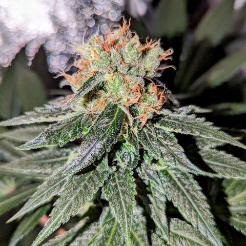 Lemon OG growlog timeline photo