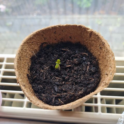 Rosie growlog photo: 12:00 Uhr