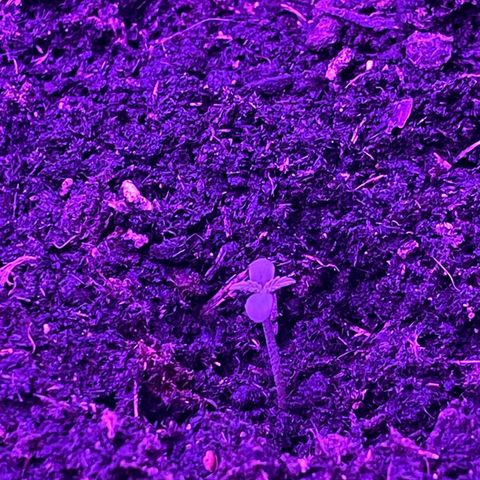 Rosie growlog photo: 19:30 Uhr