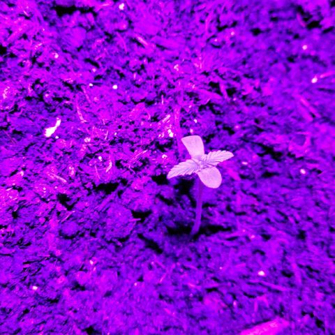 Rosie growlog timeline photo