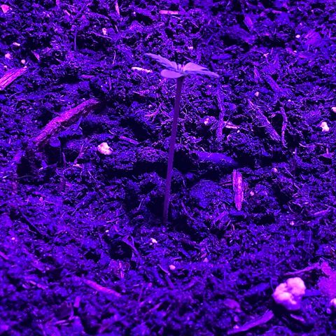 Rosie growlog timeline photo