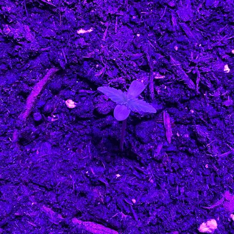 Rosie growlog timeline photo
