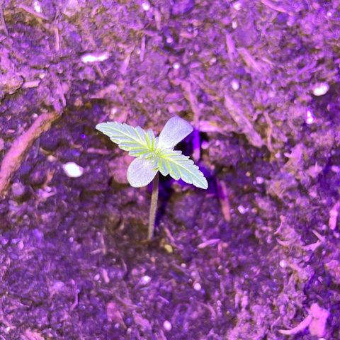 Rosie growlog timeline photo