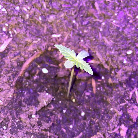 Rosie growlog timeline photo