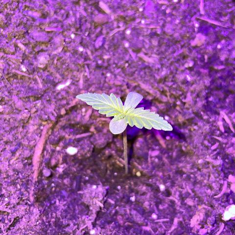 Rosie growlog timeline photo
