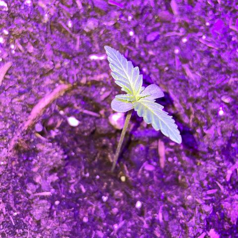 Rosie growlog timeline photo