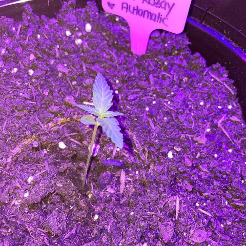 Rosie growlog timeline photo