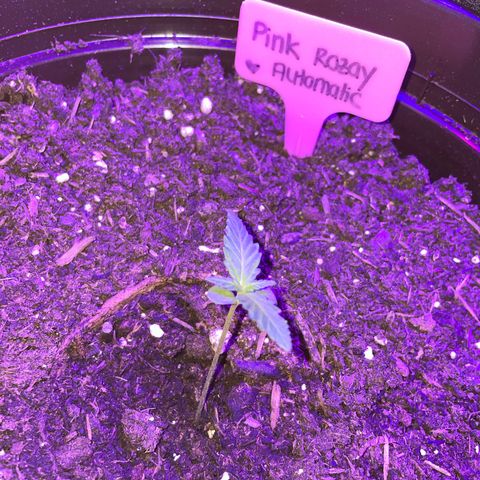 Rosie growlog timeline photo