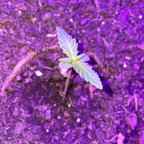Rosie growlog timeline photo