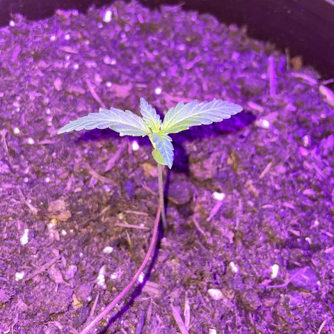 Rosie growlog timeline photo