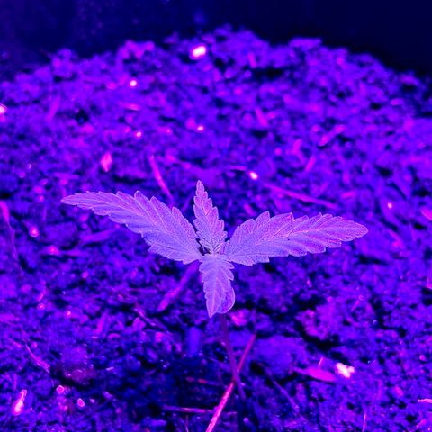 Rosie growlog timeline photo