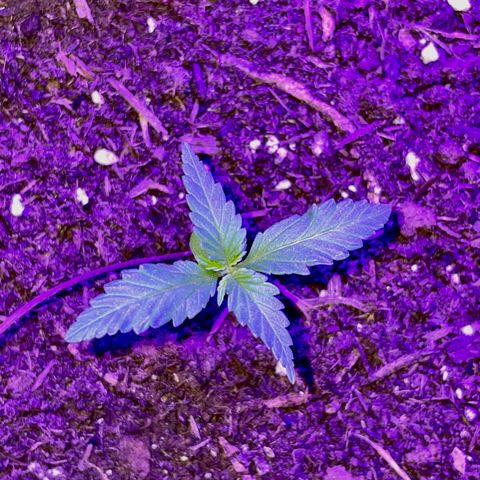 Rosie growlog timeline photo