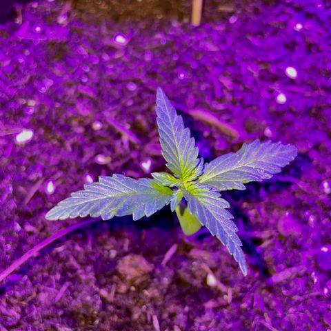 Rosie growlog timeline photo