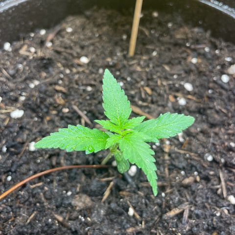 Rosie growlog timeline photo