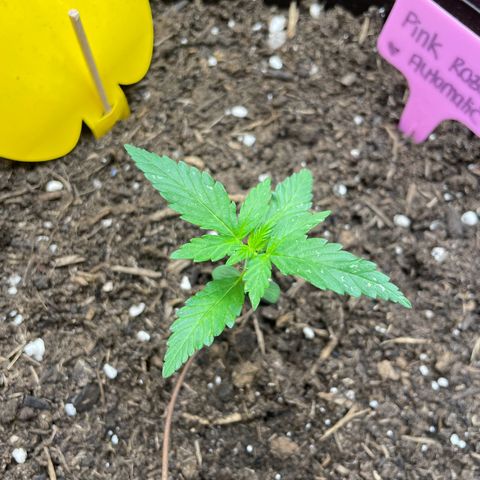 Rosie growlog timeline photo