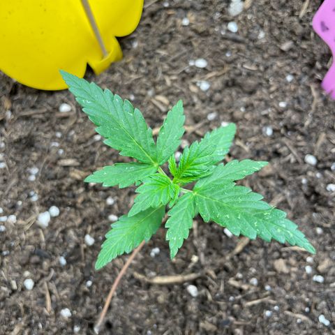 Rosie growlog timeline photo
