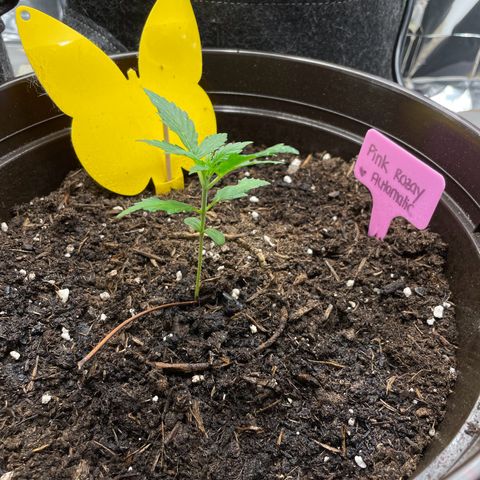 Rosie growlog timeline photo