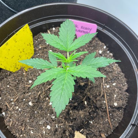 Rosie growlog timeline photo